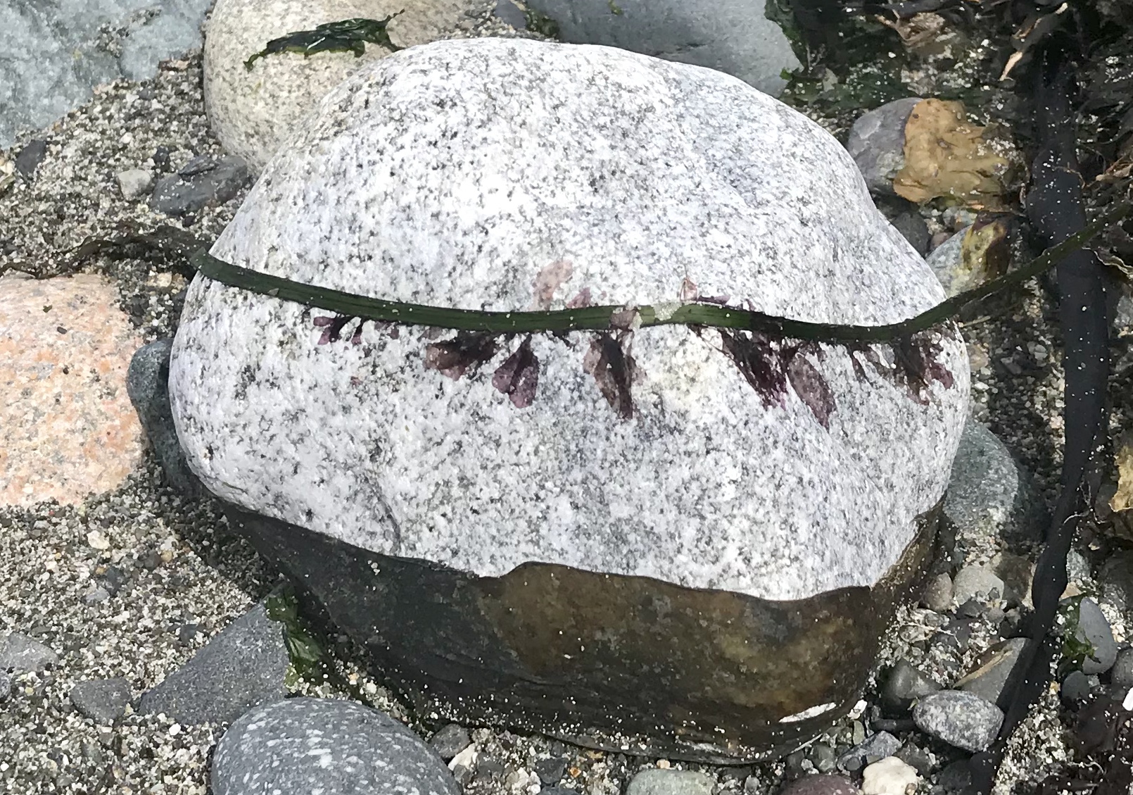Rock and seaweed